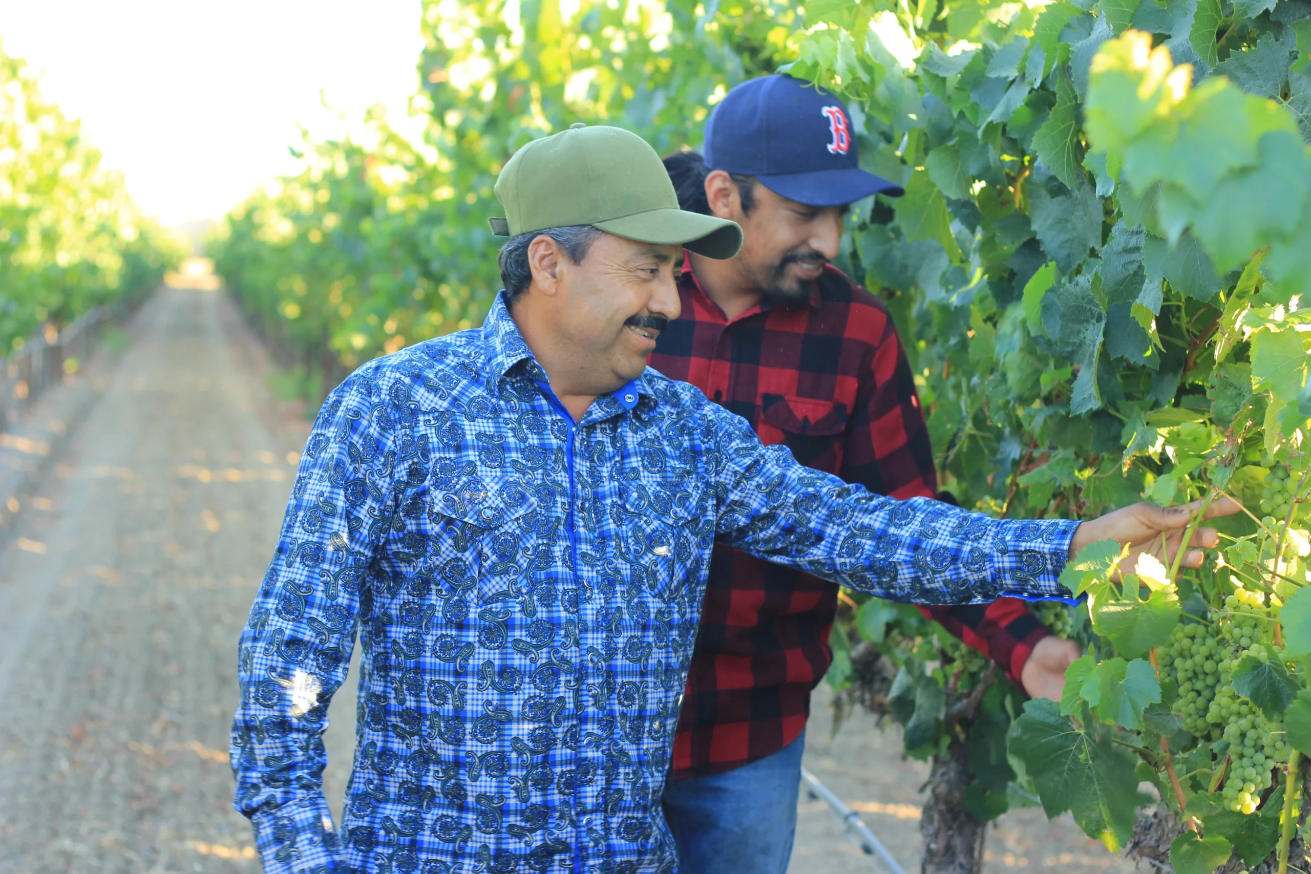 Hiring a Vineyard Consultant can transform your vineyard’s health, yield, and profitability. Discover 10 compelling benefits and how Clendenen Vineyard Management delivers top-tier consulting.
