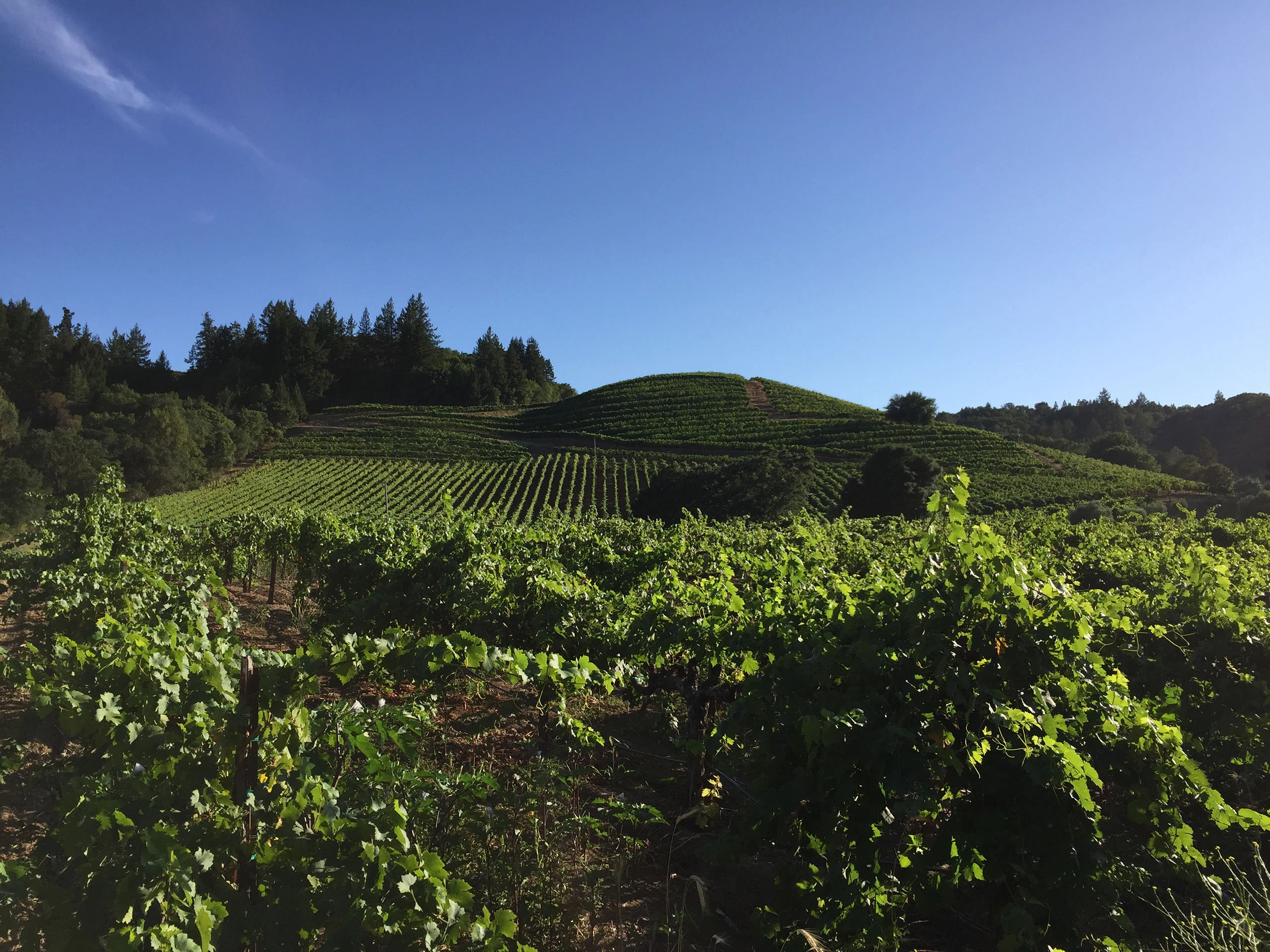 Personalized Vineyard Management Experience at Clendenen Vineyards