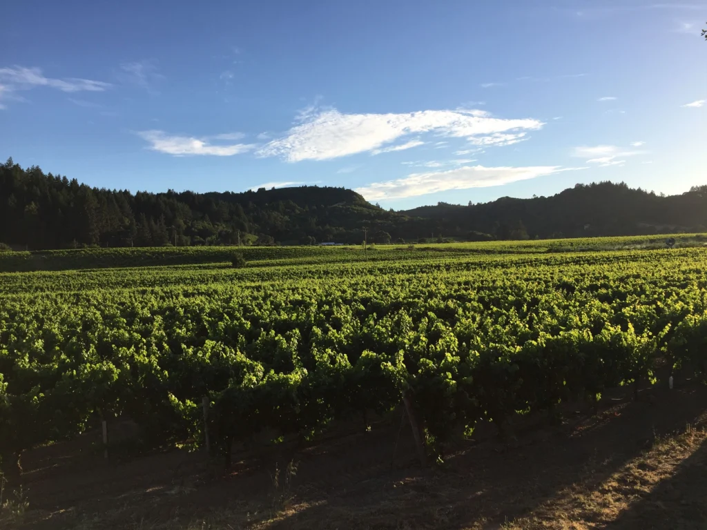 Vineyard Management services in Sonoma