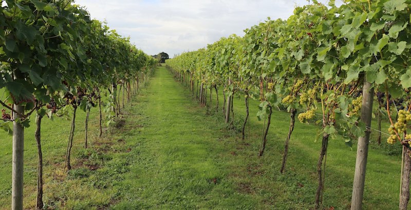 Vineyard Property Management in Sonoma, CA