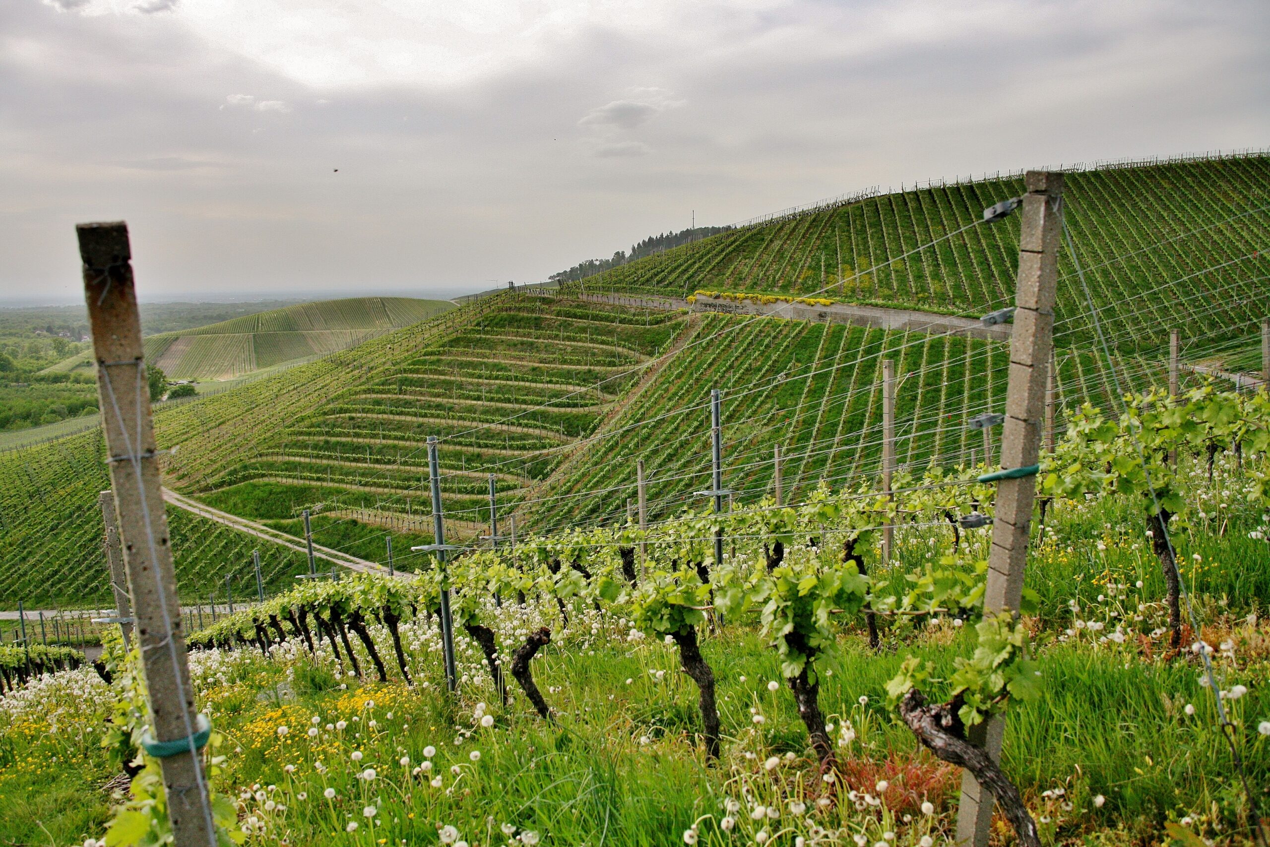 Top 5 Mistakes New Vineyard Owners Make (and How to Avoid Them)