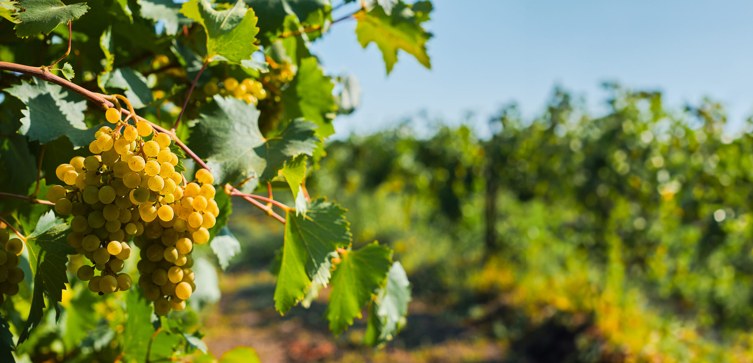 Empowering Vineyard Workers: Training and Safety Practices
