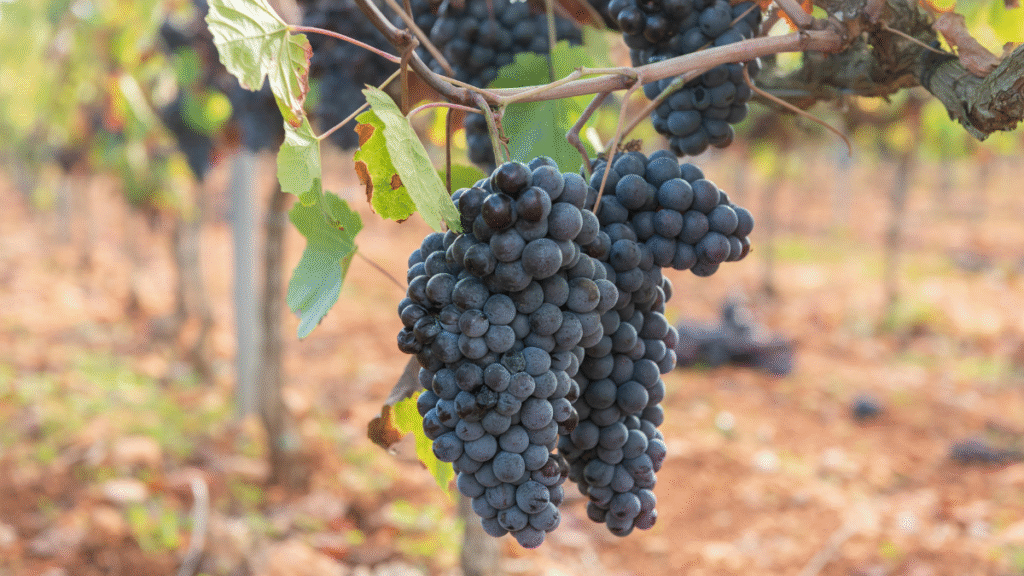 Eco-Friendly Vineyard Pest Control – natural methods to protect grapevines