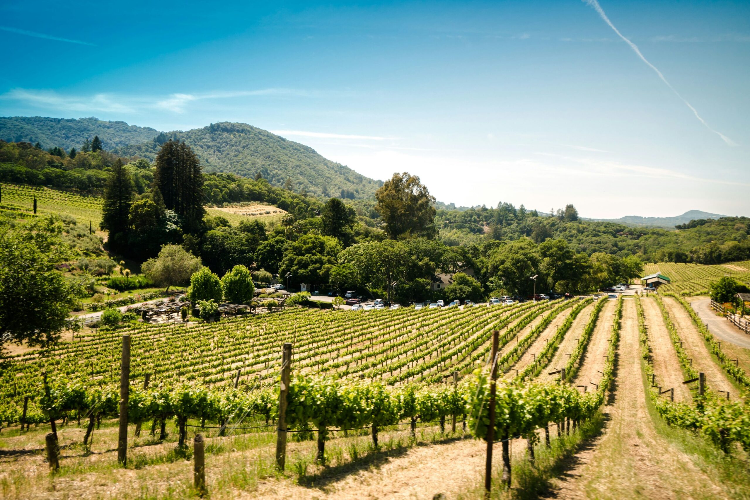 Vineyard management services