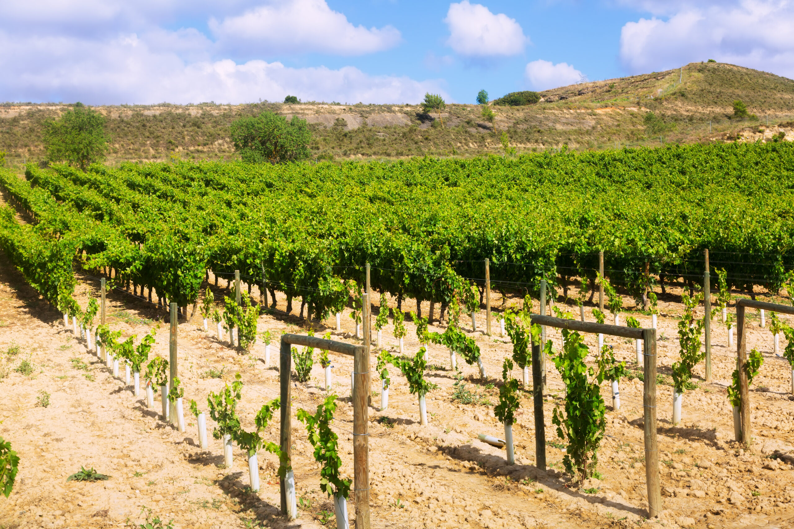 Vineyard Property Management in Sonoma, CA