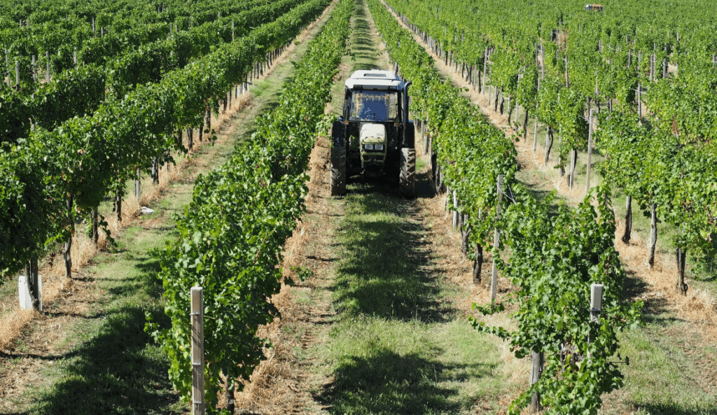 Clendenen Vineyard Management team using vineyard equipment pruning tools in Sonoma County vineyard