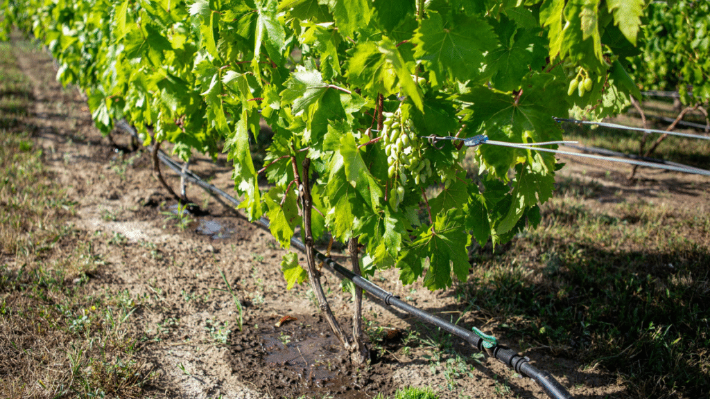 Drip vs Overhead Irrigation for Vineyards – comparing vineyard watering systems