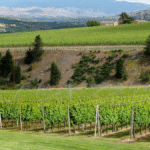 Drip vs Overhead Irrigation for Vineyards – comparing vineyard watering systems for healthy vines