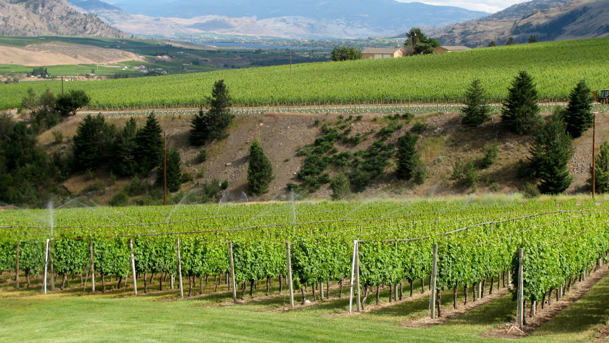 Drip vs Overhead Irrigation for Vineyards: 5 Essential Tips