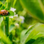 Vineyard worker pruning dormant grapevines in winter