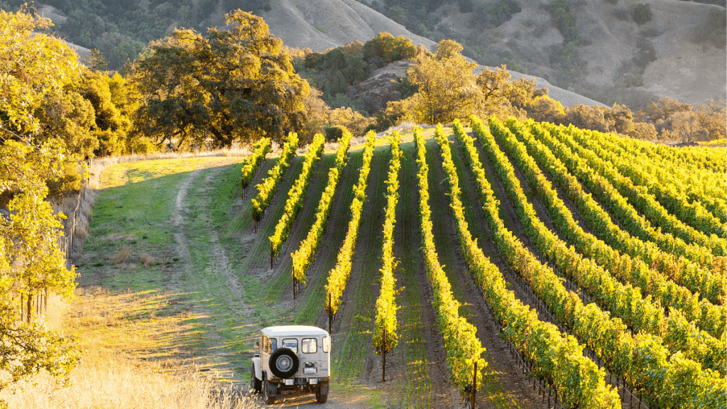 Rolling vineyards in Sonoma County wines at sunset, showcasing grape rows and hills