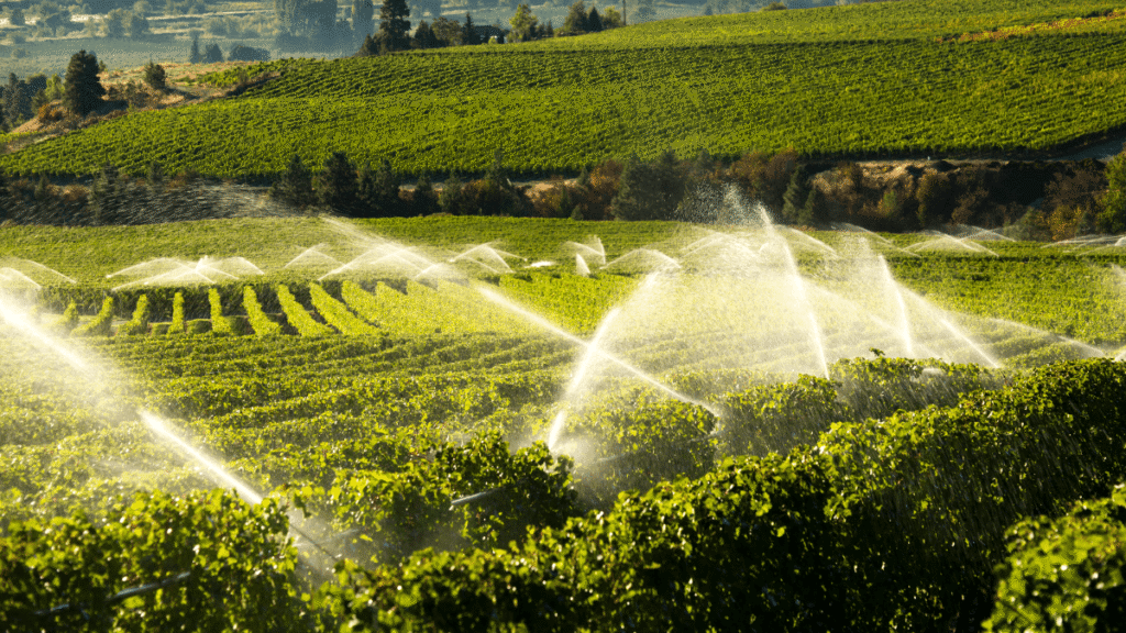 Clendenen Vineyard Management team using smart irrigation systems for sustainable vineyard practices in Sonoma County