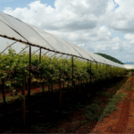 vineyard soil management for Sonoma County vineyards