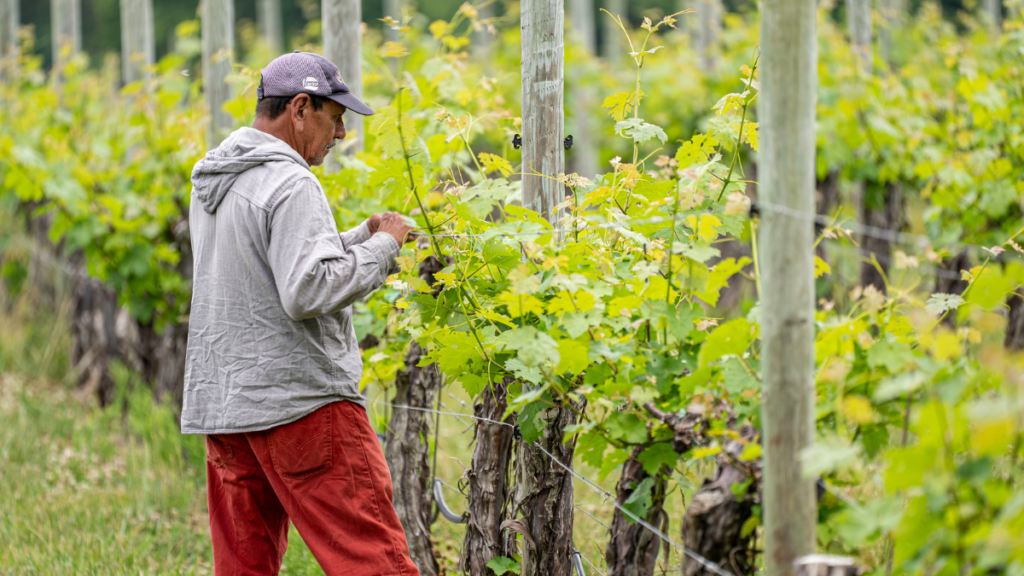 Vineyard Management Sonoma County
