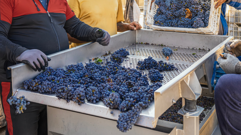Mechanical grape harvester collecting grapes efficiently in a vineyard as part of vineyard mechanization