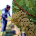 Winter vineyard showing inspection and seasonal planning