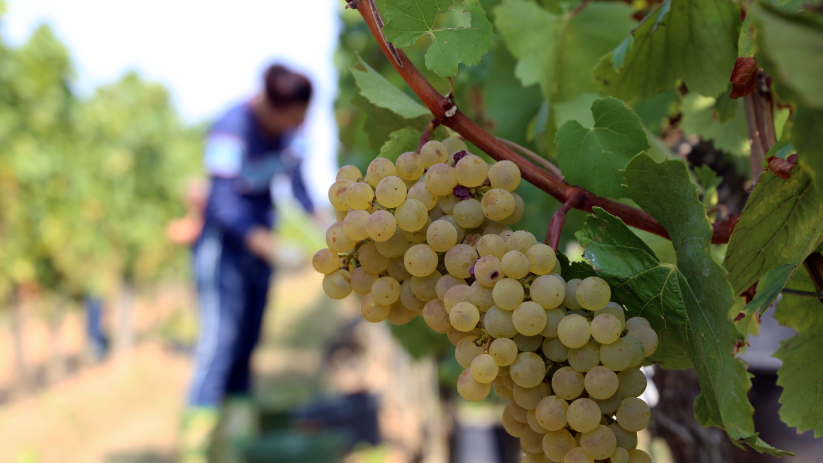 Seasonal Vineyard Planning Checklist: Preparing for the Next Growing Season