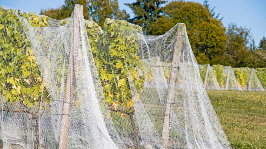 Grapevines with crop protection measures representing vineyard crop insurance