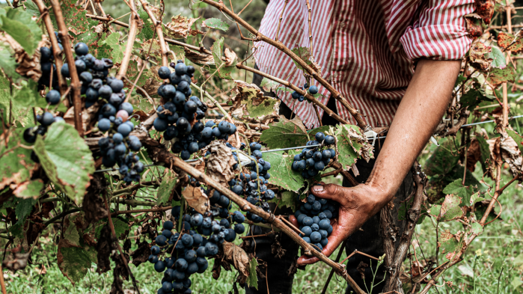Vineyard worker performing grafting to improve grape variety and market value