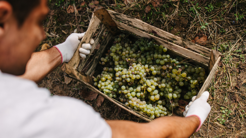 seasonal vineyard planning & harvesting grapes at peak ripeness