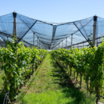 Vineyard with frost and hail protection measures illustrating vineyard insurance and risk management