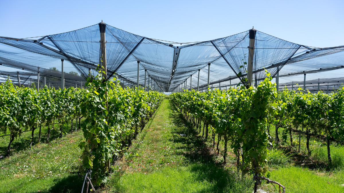 Insurance & Risk Management for Vineyard Revenue Protection
