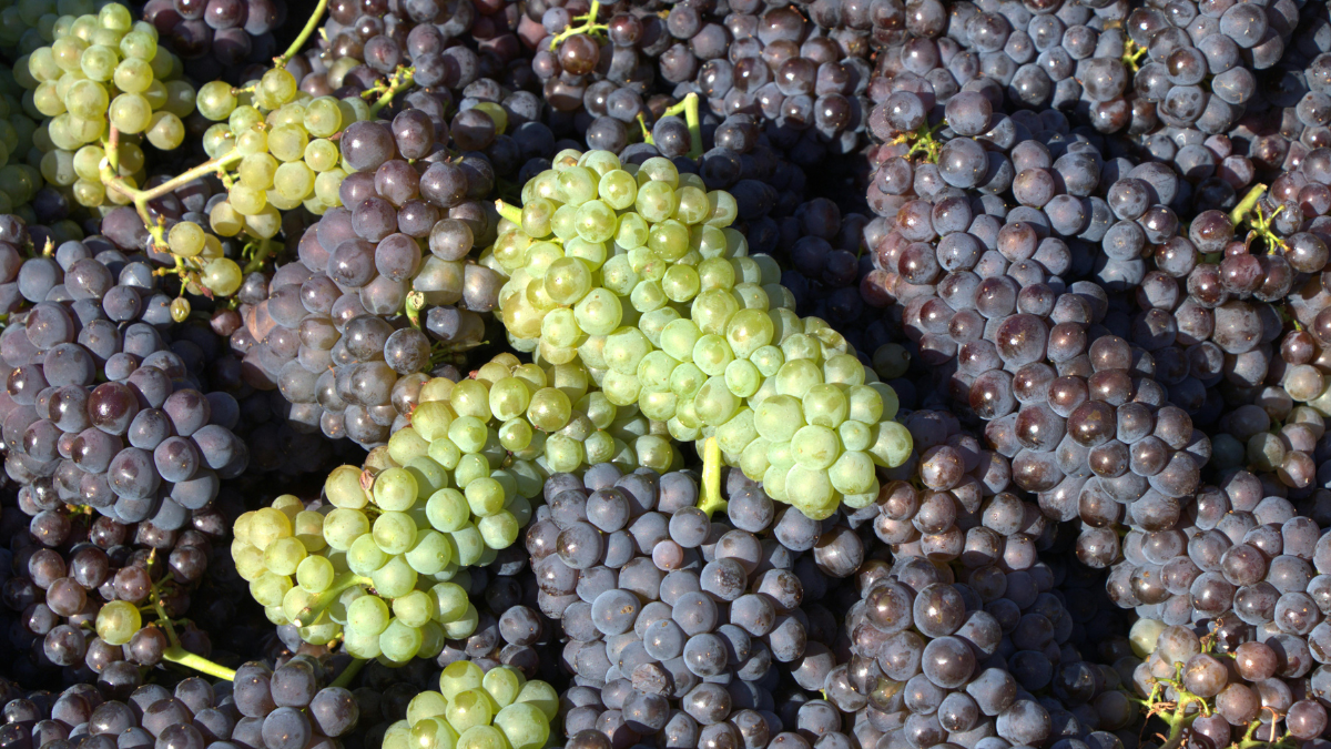 Maximizing Vineyard Profit Per Acre: A Step-by-Step Model