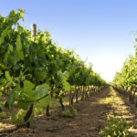California vineyard best practices across all seasons from winter pruning to fall harvest