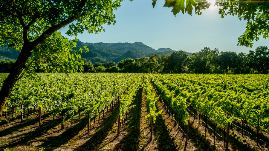 Petaluma Vineyards: Cold Climate Strategies for Frost-Sensitive Grapes