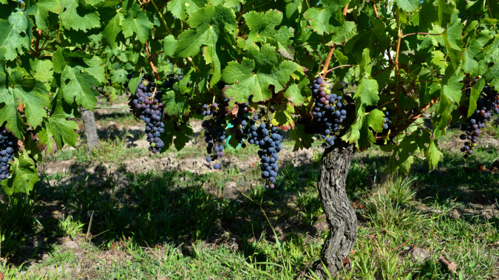Aerial view of a Santa Rosa vineyard showing block zoning and vineyard management planning for consistent harvests