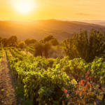 Vineyard rows across Sonoma County illustrating grape selection by subregion and microclimate