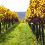 Sonoma County vineyard management showing grape rows, rolling hills, and morning fog in a sustainable vineyard.