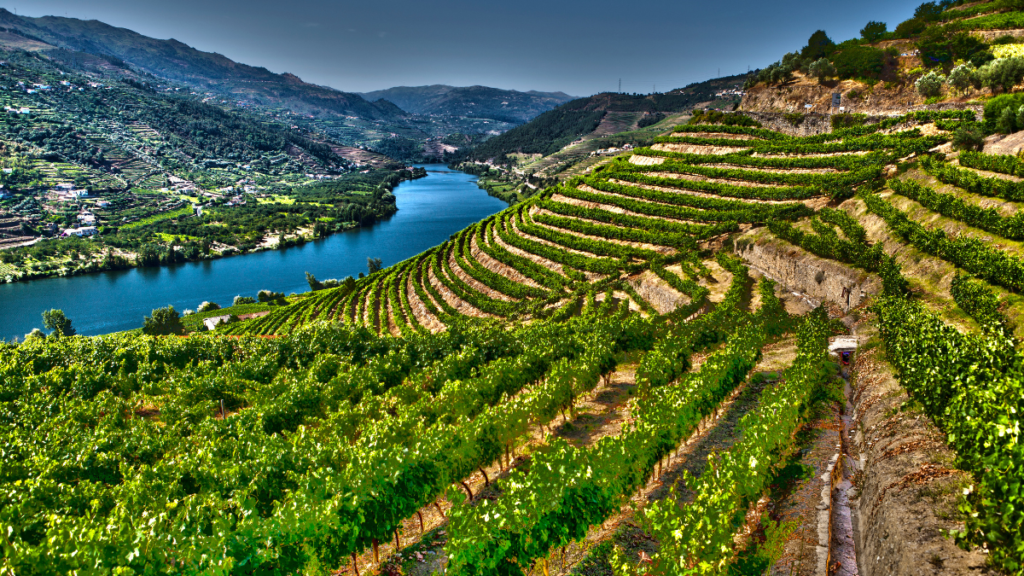 Windsor vineyard management showing drip irrigation and cover crops in Russian River Valley for premium Chardonnay and Pinot Noir.