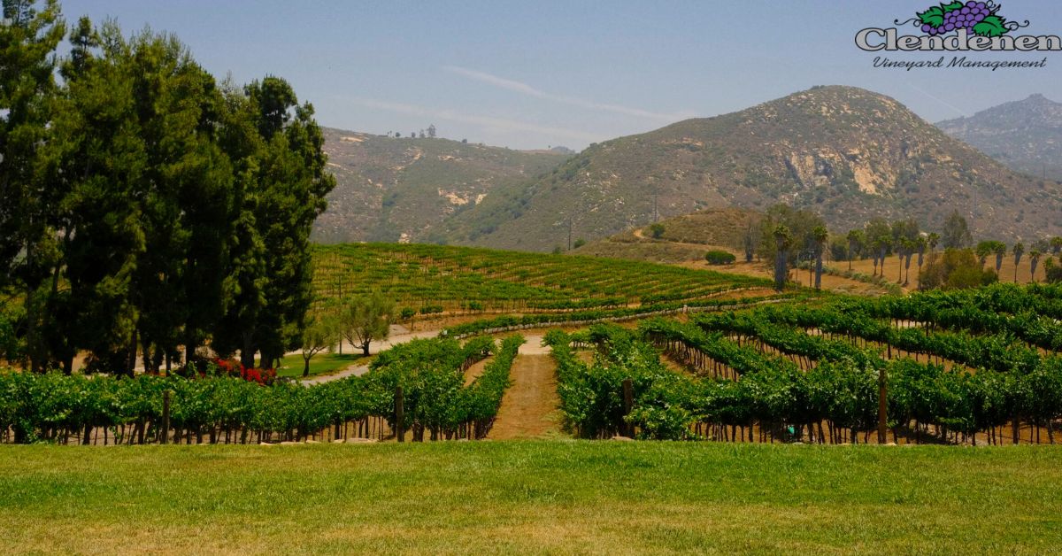 Boutique Vineyard Management: A Personalized Approach to Vineyard Farming