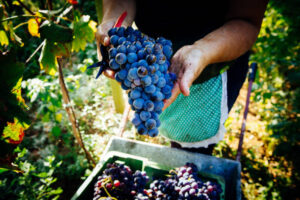 How Boutique Vineyard Management Improves