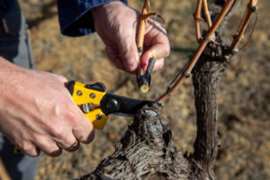 How Professional Vineyard Cleanup Protects Your Land Investment
