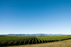 How to Protect Your Vineyard While Reducing Costs