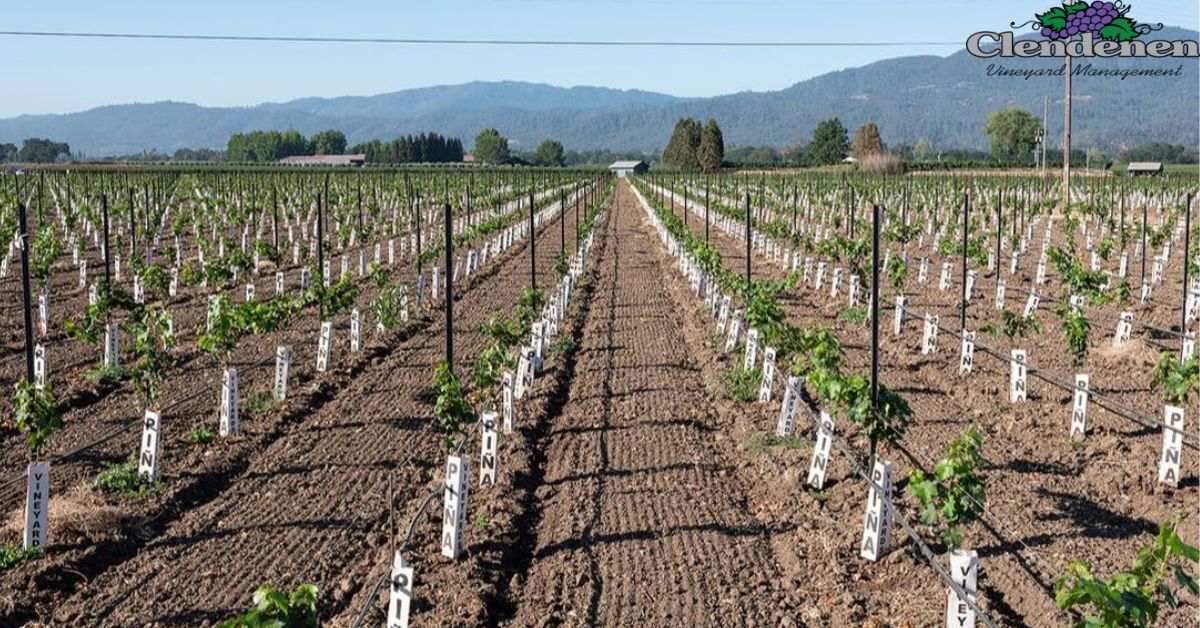 Mothballing Your Vineyard: A Smart Cost-Saving Strategy