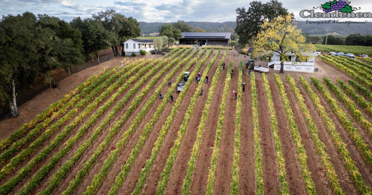 Sonoma County Vineyard Compliance Guide