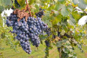 Sonoma County Vineyard Compliance Guide