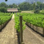Sonoma Vineyard