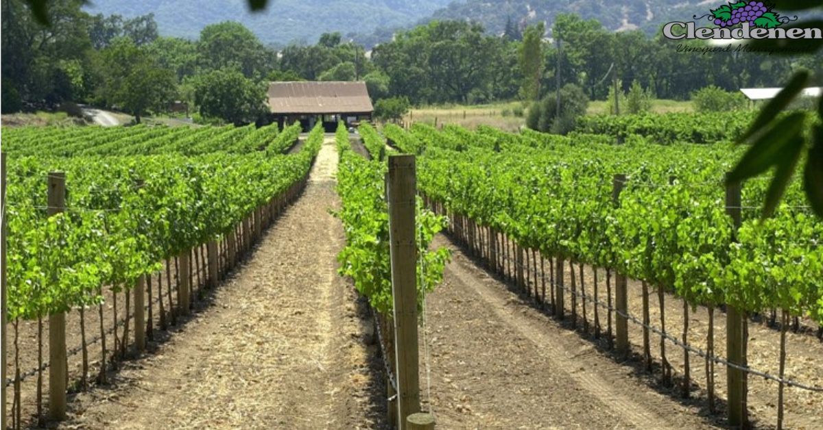Why Keeping Your Sonoma Vineyard Can Save You Money