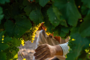 Sonoma vineyard management is maintaining healthy grapes 