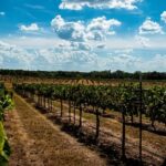 Spring Vineyard Preparation in Sonoma County
