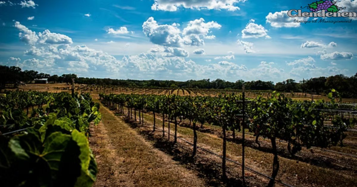 Spring Vineyard Preparation in Sonoma County