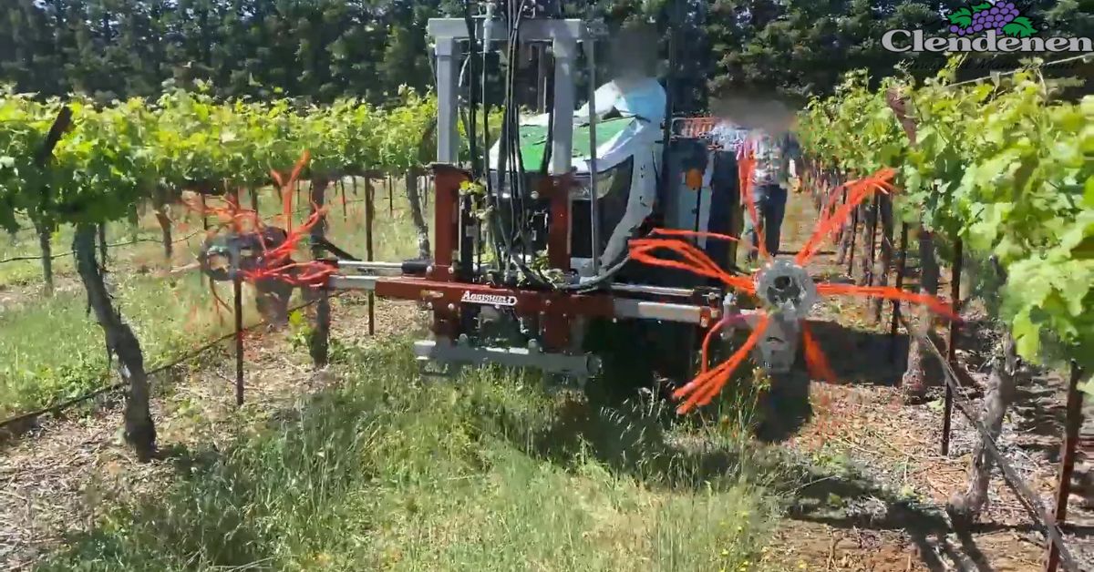 Vineyard Removal Services