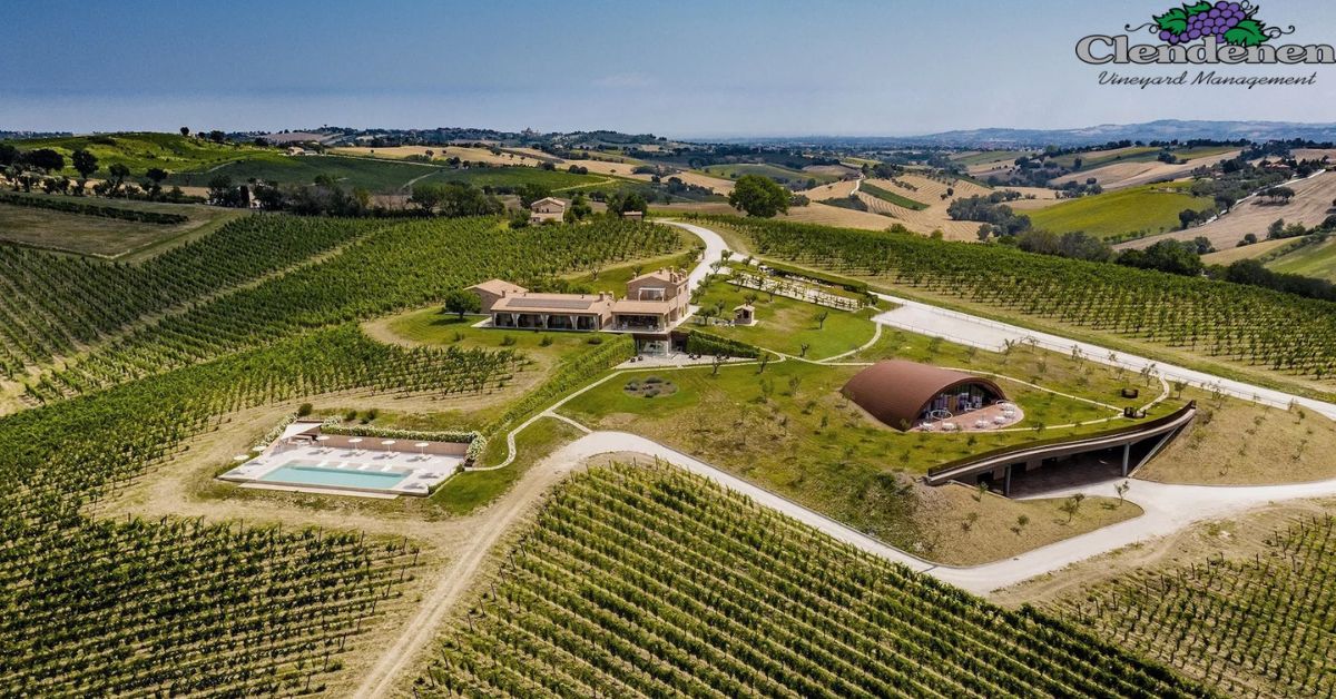 What Is Boutique Vineyard Management & Why It Matters