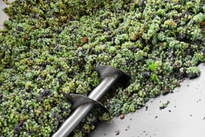 Why Professional Vineyard Removal Saves Time and Money