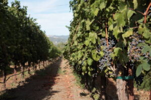 boutique vineyard farming during harvest season 