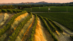 boutique vineyard management in Sonoma County vineyard
